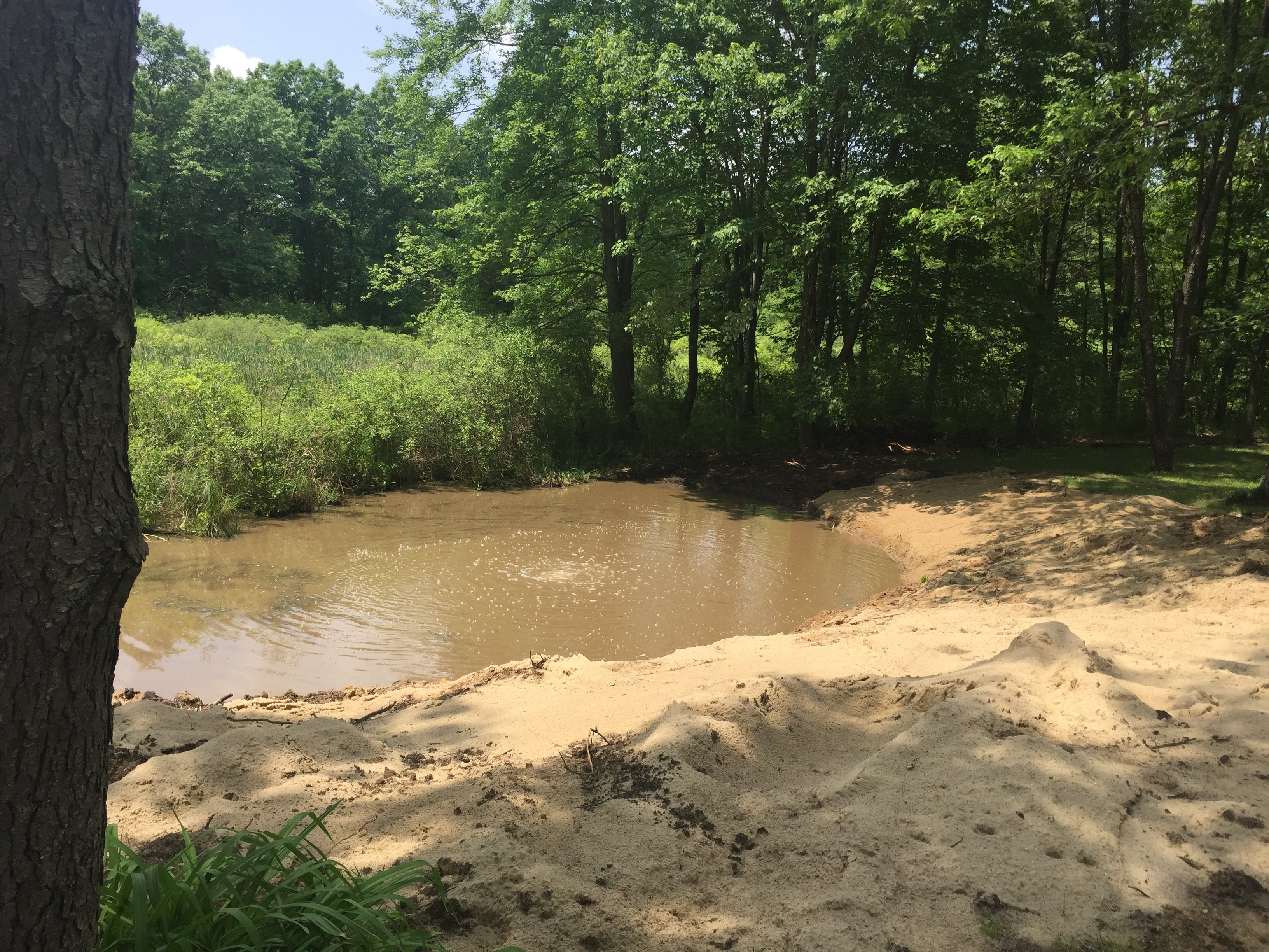 Pinckney, Michigan Swamp Pond